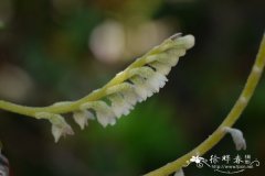 鹅白毛兰Eria stricta