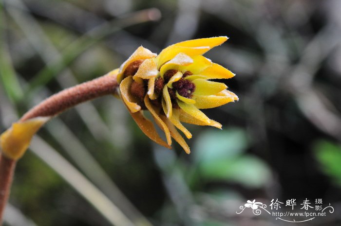 黄绒毛兰Eria tomentosa 黄绒毛兰Eria tomentosa