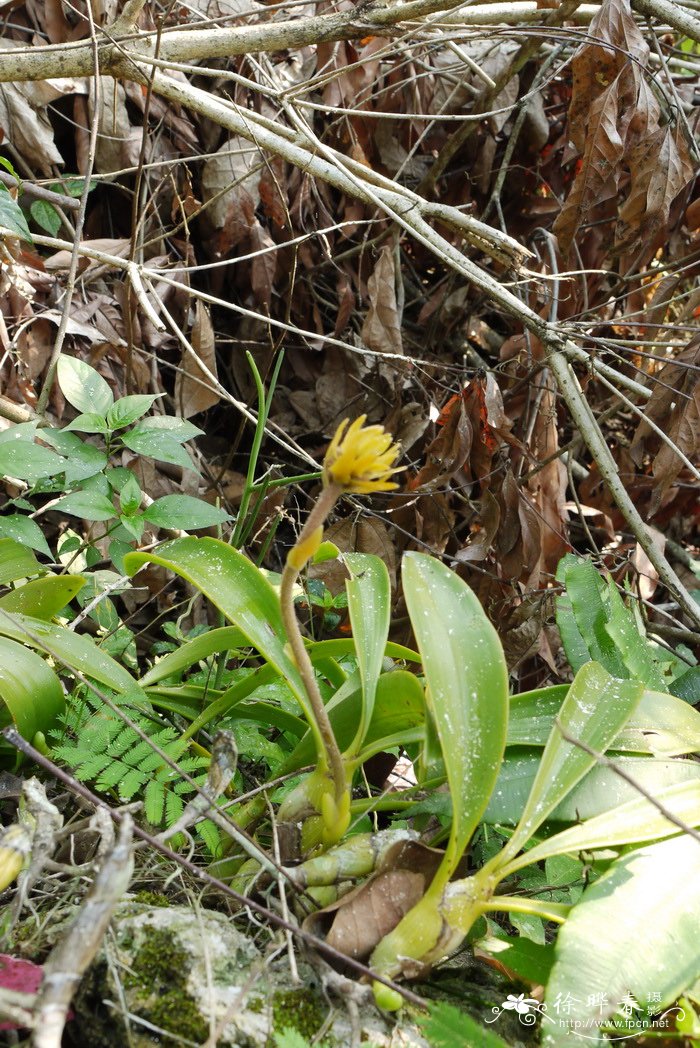 黄绒毛兰Eria tomentosa