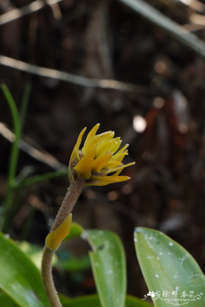 黄绒毛兰Eria tomentosa