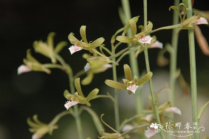 美冠兰 Eulophia graminea 美冠兰 Eulophia graminea