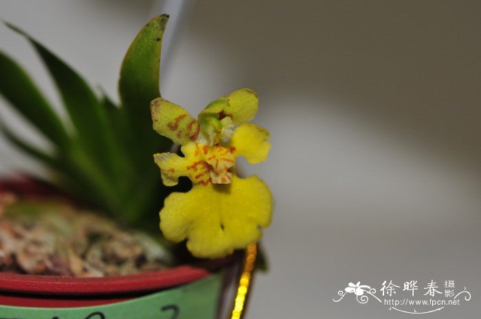 扇叶文心兰Erycina pusilla 扇叶文心兰Erycina pusilla