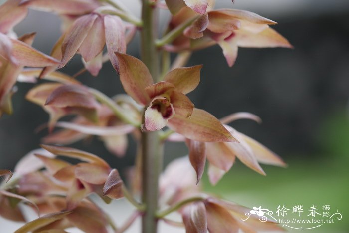 无叶美冠兰Eulophia zollingeri 无叶美冠兰Eulophia zollingeri