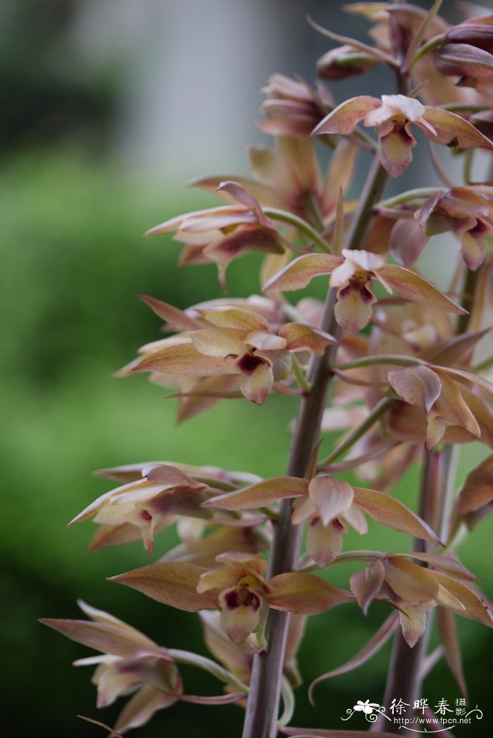 无叶美冠兰Eulophia zollingeri 无叶美冠兰Eulophia zollingeri