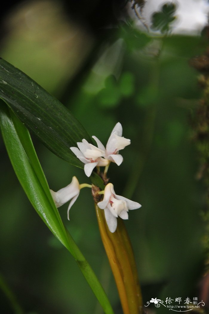 滇金石斛Flickingeria albopurpurea 滇金石斛Flickingeria albopurpurea