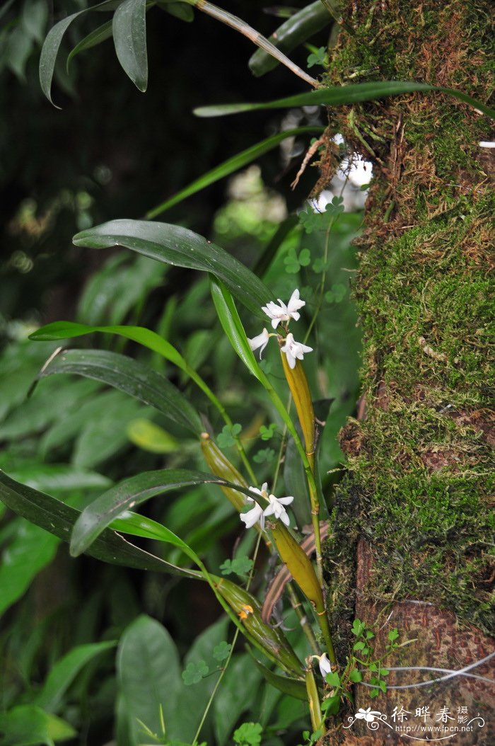 滇金石斛Flickingeria albopurpurea