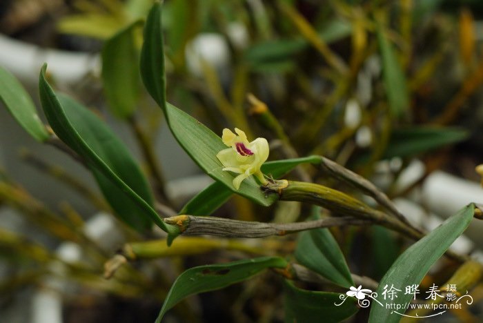 二色金石斛Flickingeria bicolor