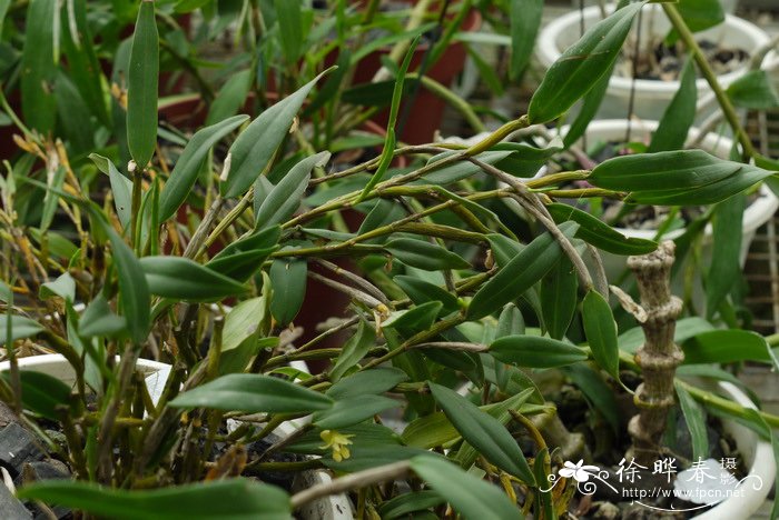 二色金石斛Flickingeria bicolor