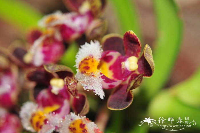 大花盆距兰Gastrochilus bellinus