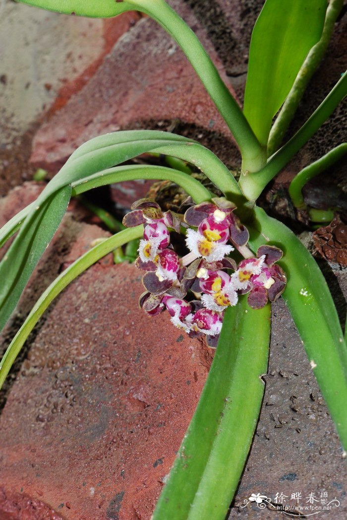 大花盆距兰Gastrochilus bellinus