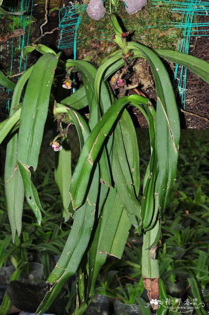 大花盆距兰Gastrochilus bellinus