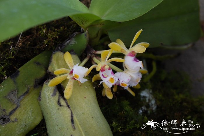 无茎盆距兰Gastrochilus obliquus