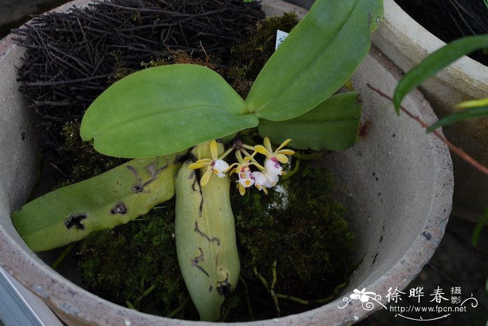 无茎盆距兰Gastrochilus obliquus