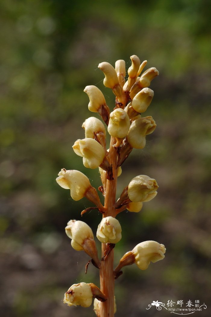 天麻 Gastrodia elata