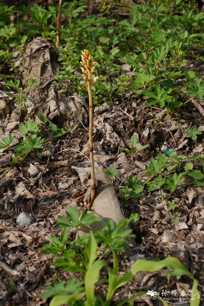 天麻 Gastrodia elata