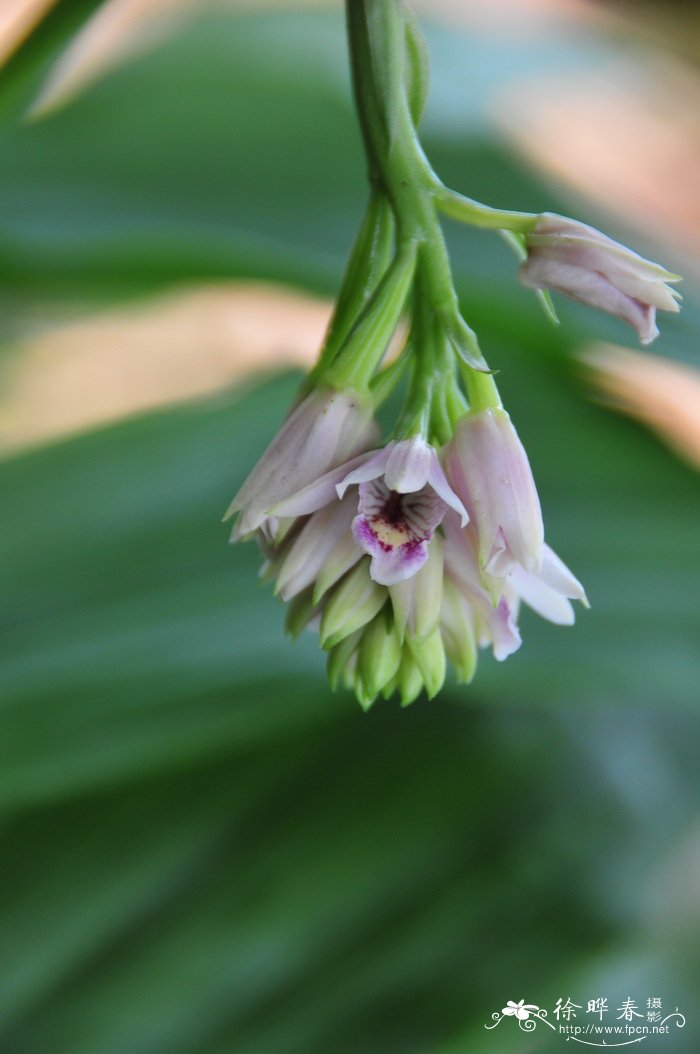地宝兰 Geodorum densiflorum 地宝兰 Geodorum densiflorum