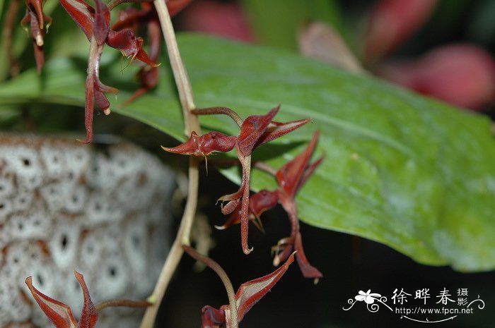 爪唇兰Gongora claviodora 爪唇兰Gongora claviodora