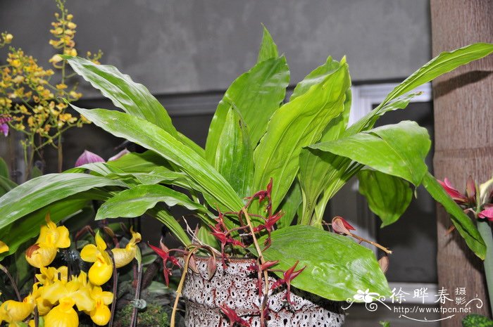 爪唇兰Gongora claviodora 爪唇兰Gongora claviodora