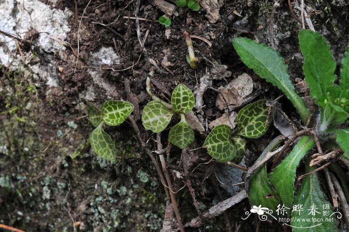 斑叶兰 Goodyera schlechtendaliana