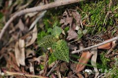 大花斑叶兰Goodyera macrantha