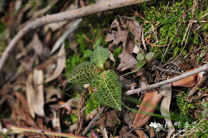 大花斑叶兰Goodyera macrantha 大花斑叶兰Goodyera macrantha