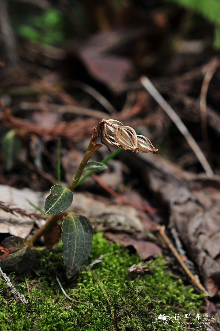 大花斑叶兰Goodyera macrantha