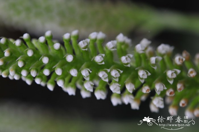 高斑叶兰Goodyera procera 高斑叶兰Goodyera procera