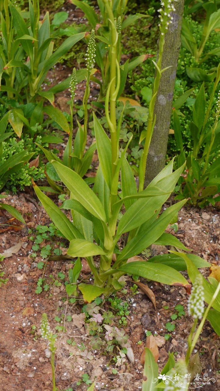 高斑叶兰Goodyera procera 高斑叶兰Goodyera procera