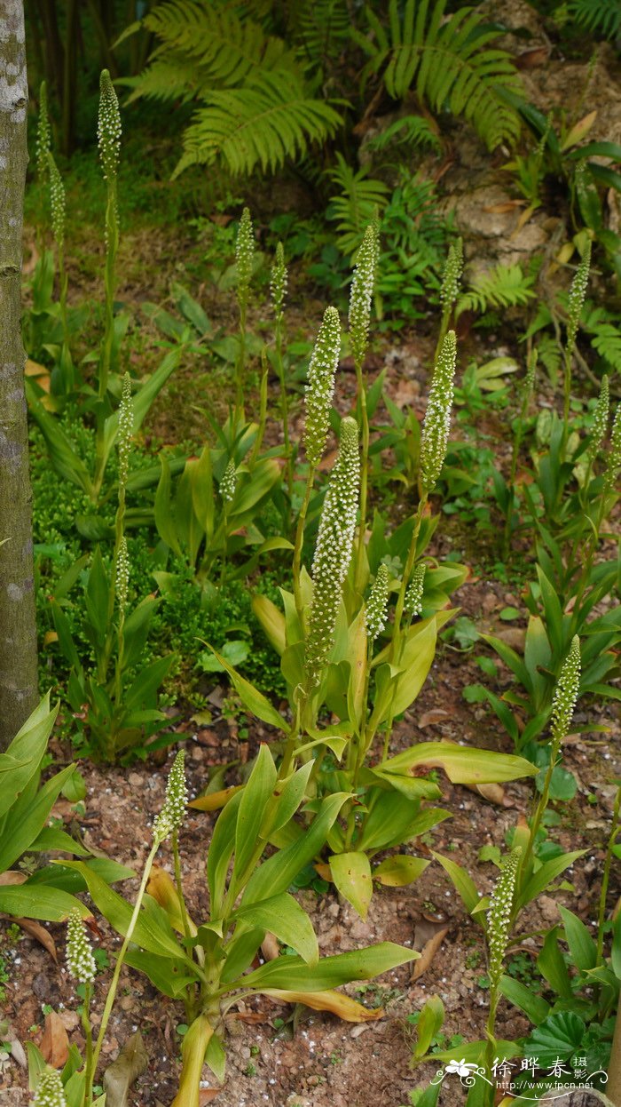 高斑叶兰Goodyera procera