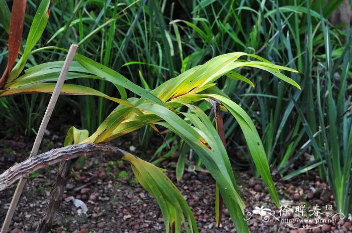 巨兰Grammatophyllum speciosum 巨兰Grammatophyllum speciosum
