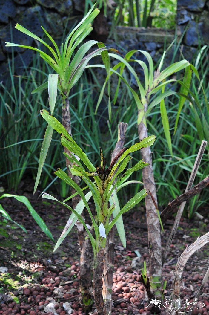 巨兰Grammatophyllum speciosum 巨兰Grammatophyllum speciosum