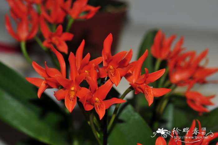 橙黄瓜立安斯兰Guarianthe aurantiaca 橙黄瓜立安斯兰Guarianthe aurantiaca