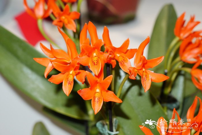 橙黄瓜立安斯兰Guarianthe aurantiaca 橙黄瓜立安斯兰Guarianthe aurantiaca