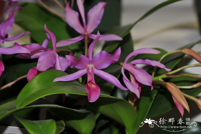 危地马拉瓜立安斯兰Guarianthe guatemalensis 'Cherry Valley' 危地马拉瓜立安斯兰Guarianthe guatemalensis 'Cherry Valley'