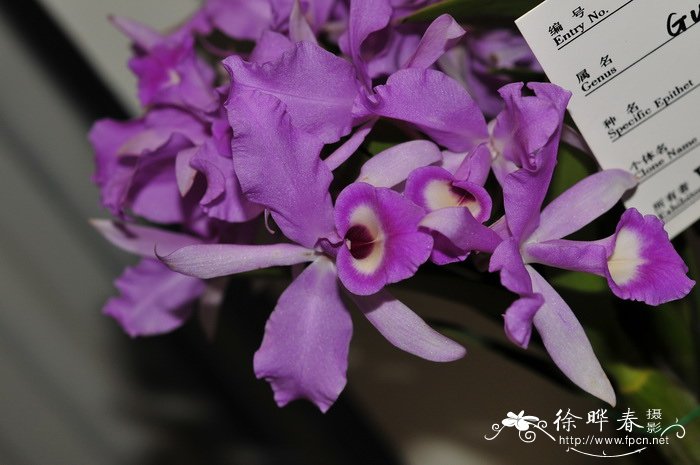 史金纳利兰Guarianthe skinneri 史金纳利兰Guarianthe skinneri