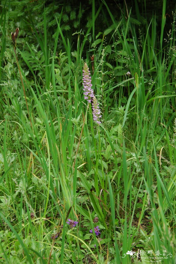 手参 Gymnadenia conopsea 手参 Gymnadenia conopsea