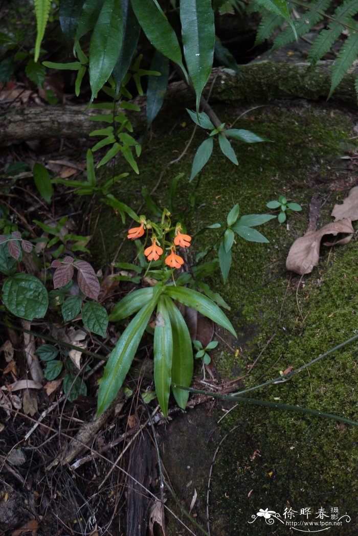 橙黄玉凤花Habenaria rhodocheila