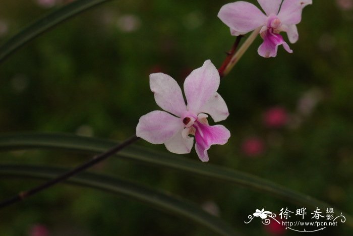 大根槽舌兰 Holcoglossum amesianum 大根槽舌兰 Holcoglossum amesianum