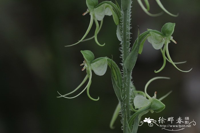 毛葶玉凤花 Habenaria ciliolaris