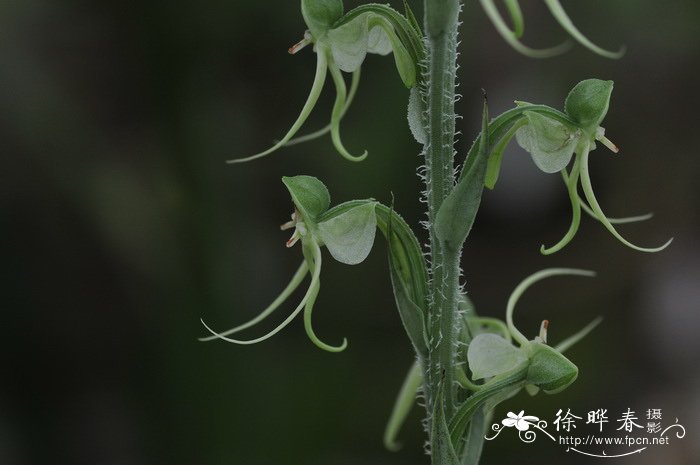 毛葶玉凤花 Habenaria ciliolaris 毛葶玉凤花 Habenaria ciliolaris