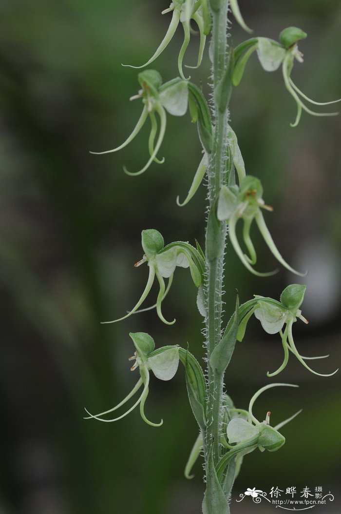 毛葶玉凤花 Habenaria ciliolaris