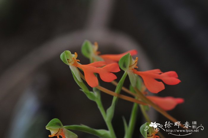 橙黄玉凤花Habenaria rhodocheila