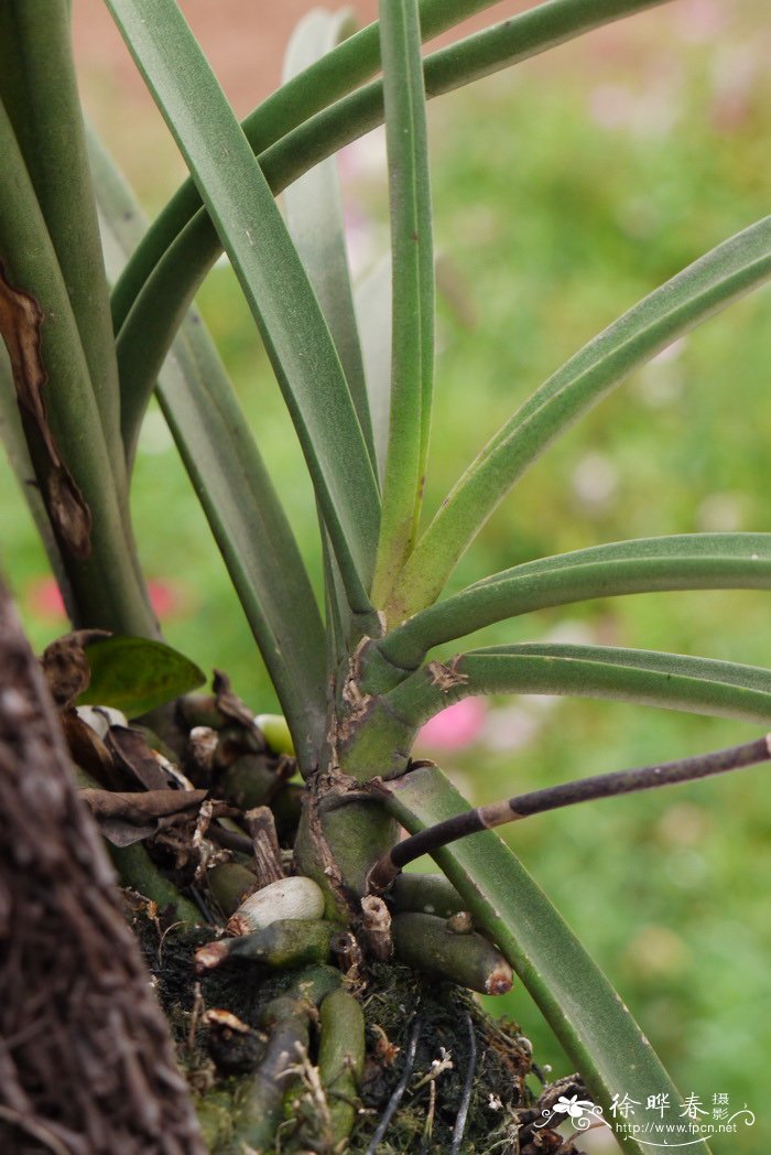 大根槽舌兰 Holcoglossum amesianum