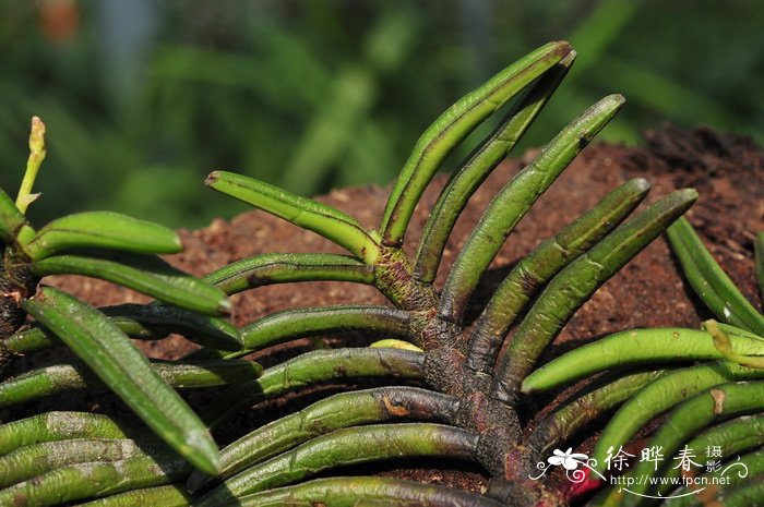 短距槽舌兰Holcoglossum flavescens 短距槽舌兰Holcoglossum flavescens
