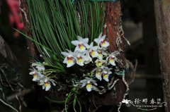 中华槽舌兰Holcoglossum sinicum