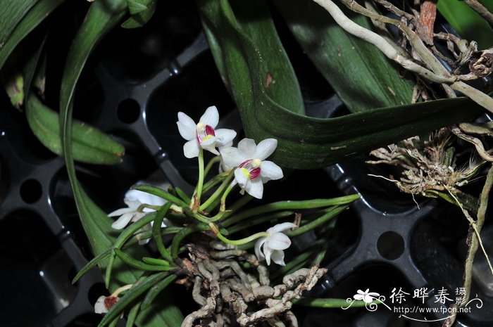 中华槽舌兰Holcoglossum sinicum