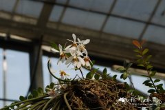 汪氏槽舌兰Holcoglossum wangii