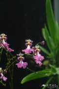拟堇花兰Ionopsis utricularioides