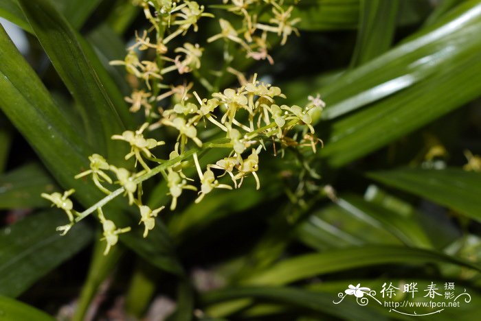 扇唇羊耳蒜 Liparis stricklandiana 扇唇羊耳蒜 Liparis stricklandiana
