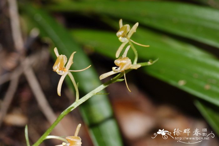镰翅羊耳蒜Liparis bootanensis 镰翅羊耳蒜Liparis bootanensis